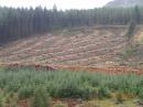 Forestry industry: You can see the whole process, from replanting, stacking the logs, felling the trees and the old growth.